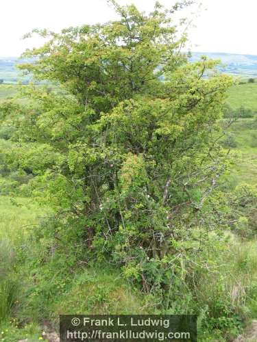 Around Lough Nasool